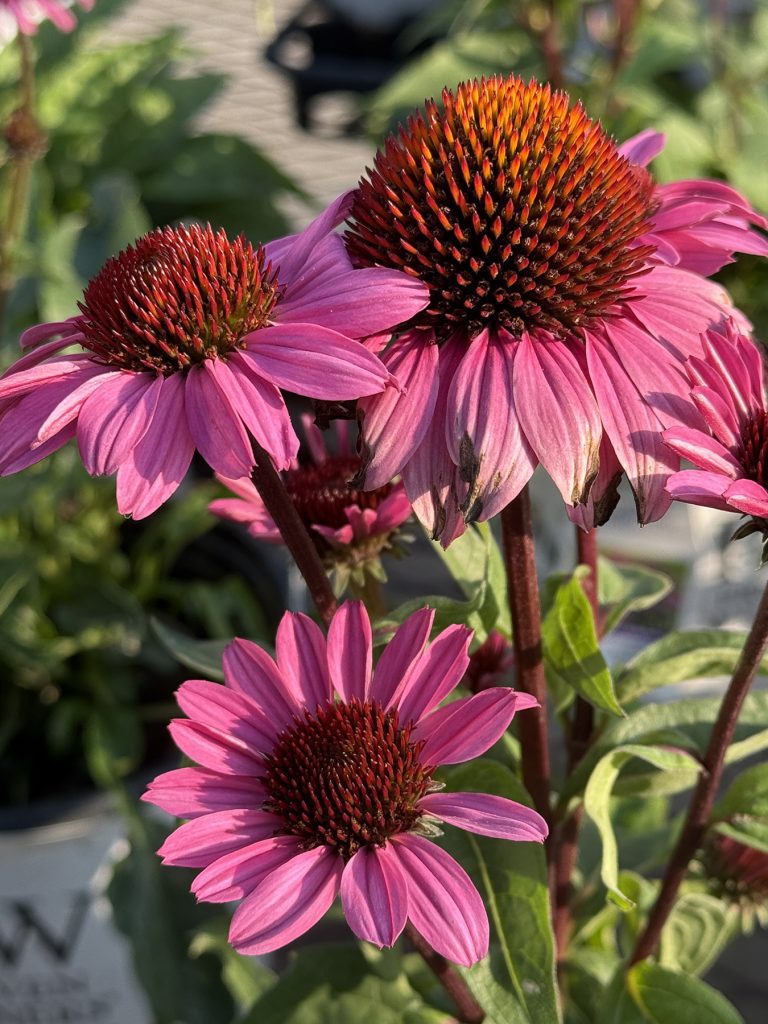 Columbus Behavioral Health